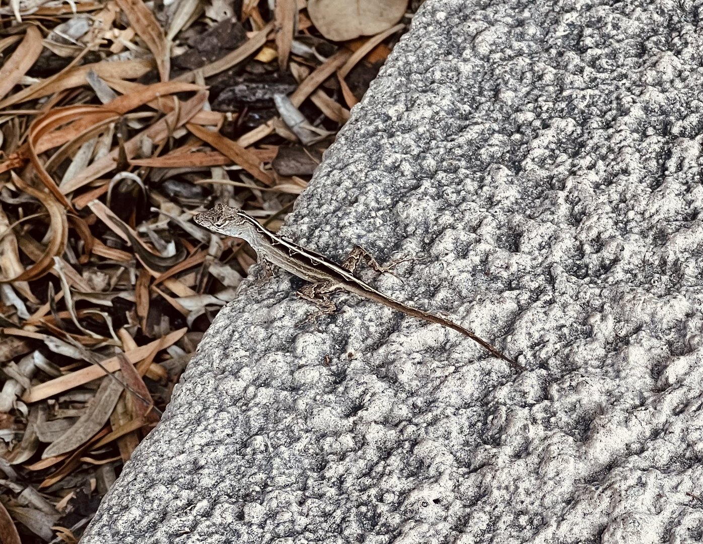 Wild Lizard near parking area