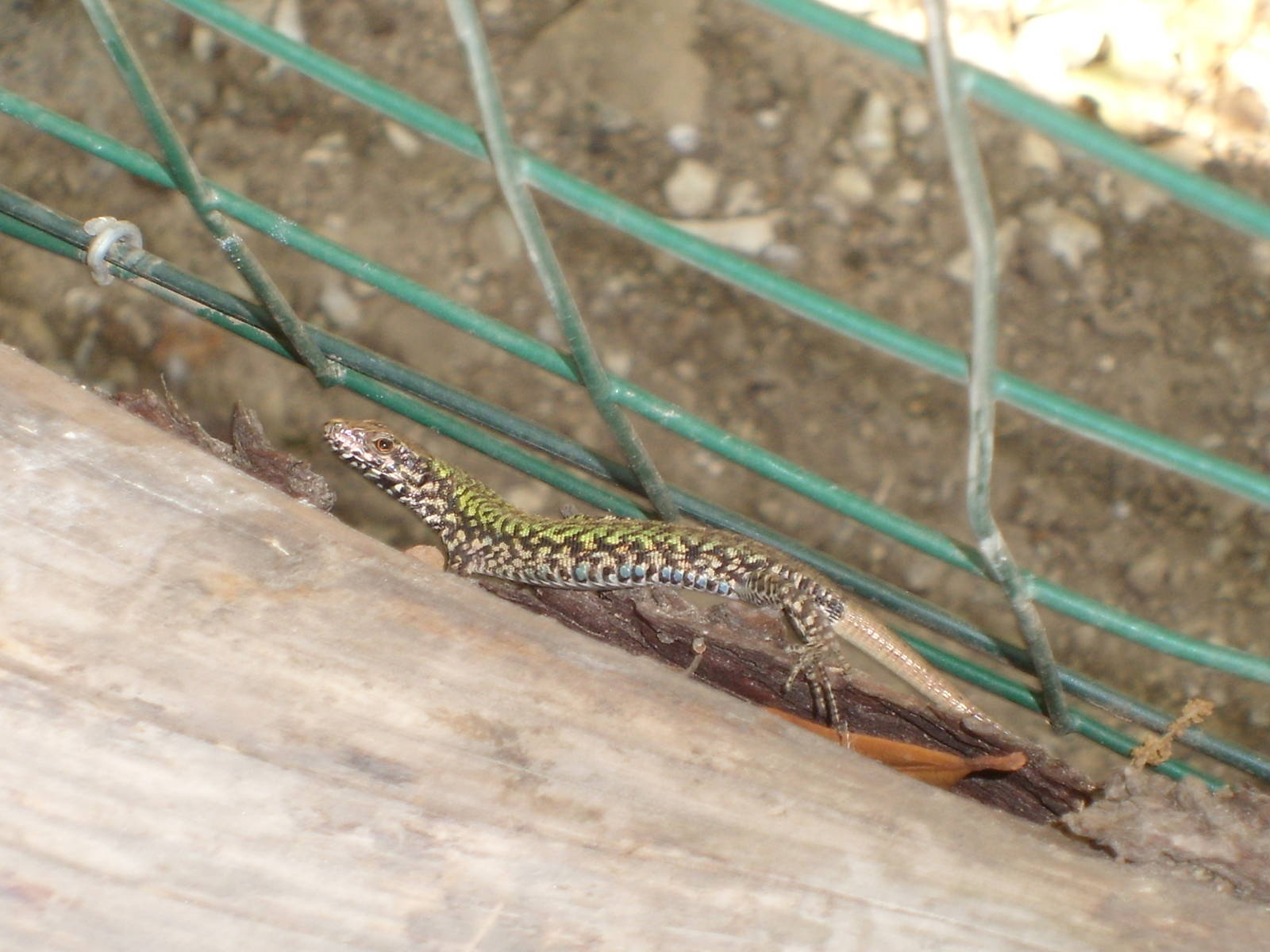 wild lizard