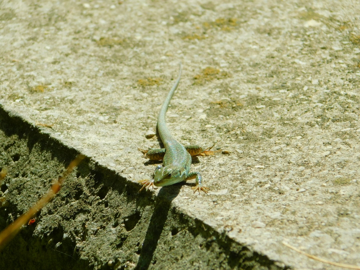 Wild Lizard