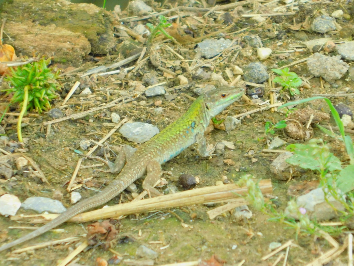 Wild lizard