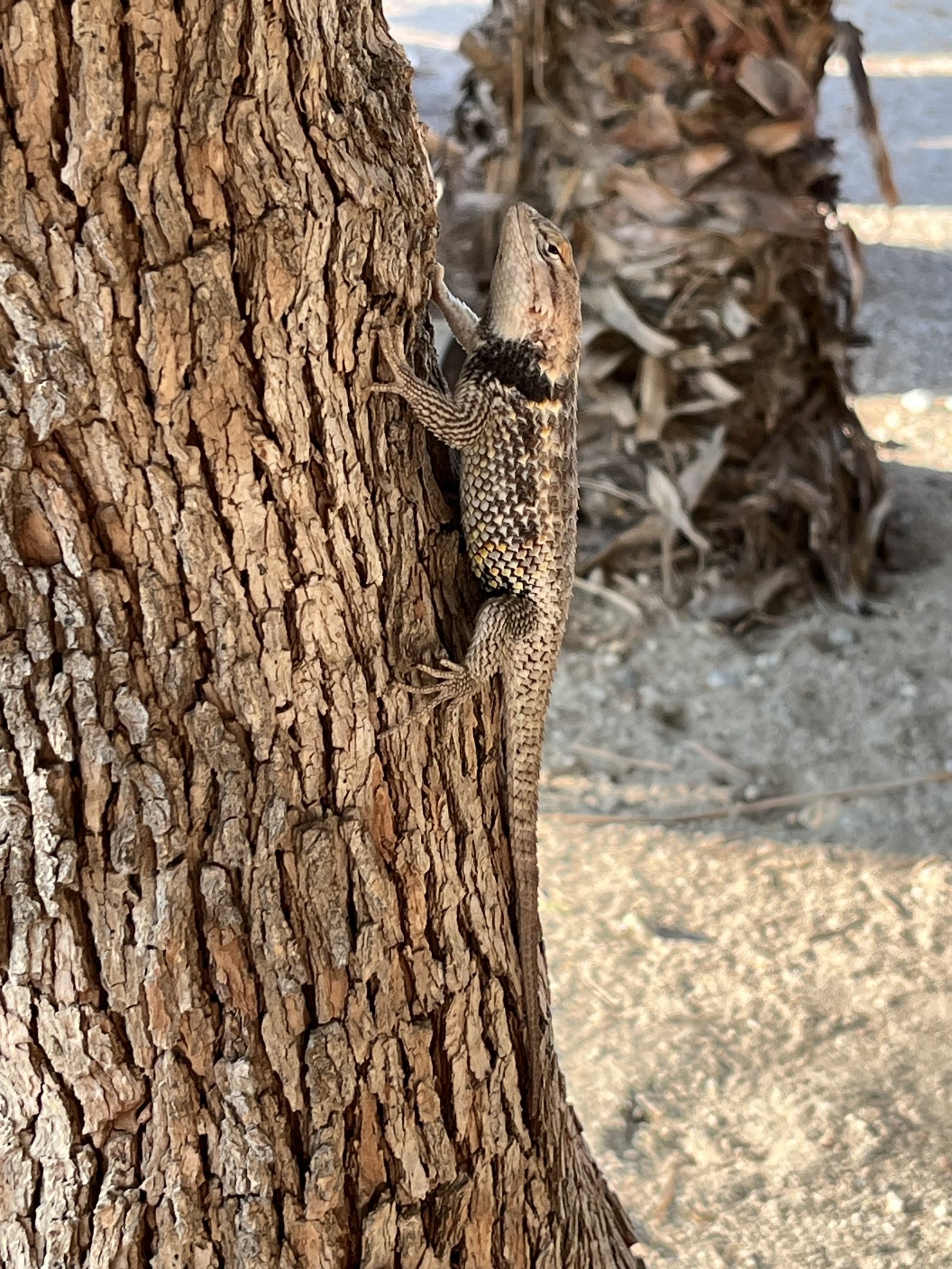 Wild lizards are everywhere!