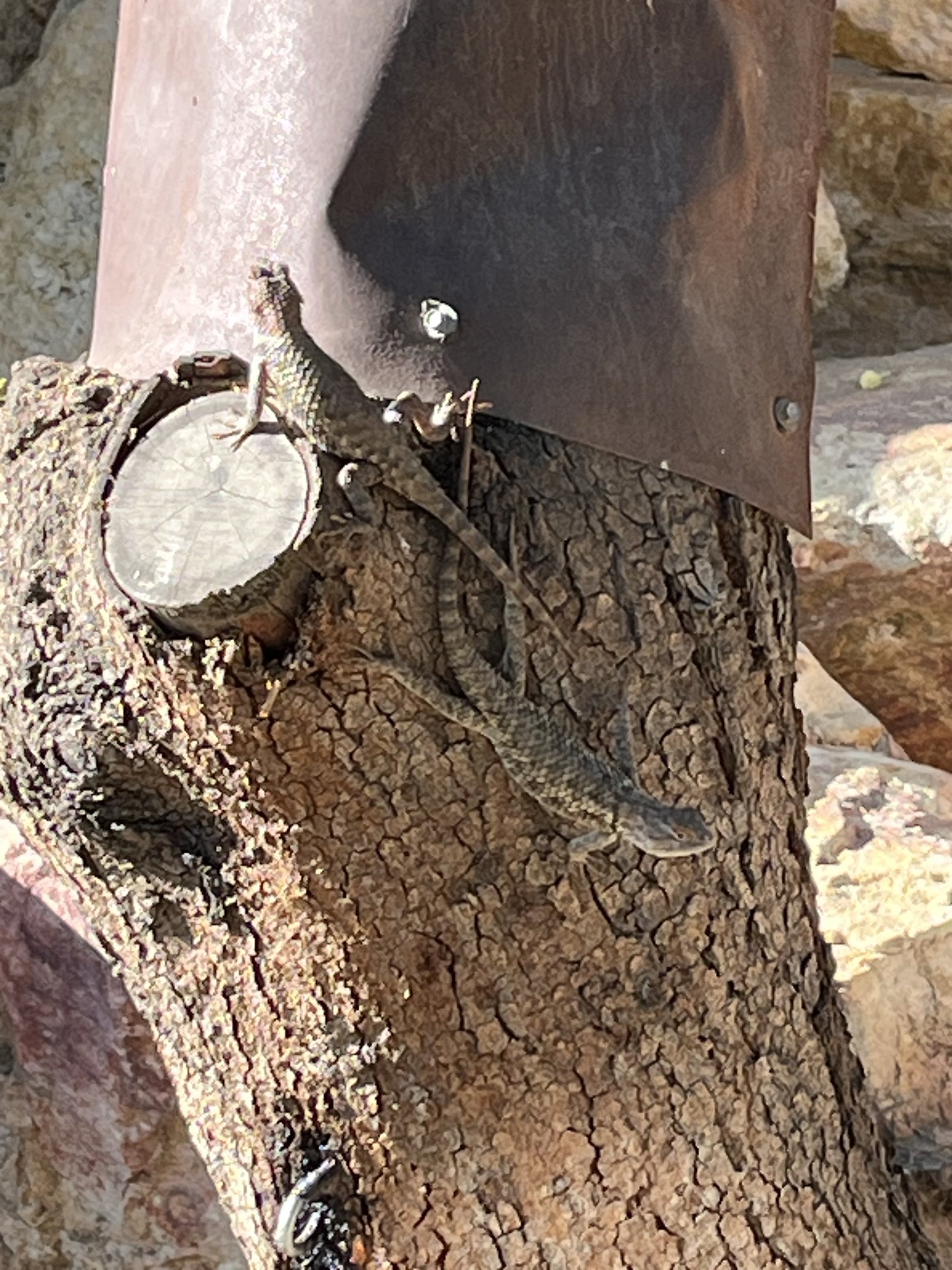 Wild lizards are everywhere!