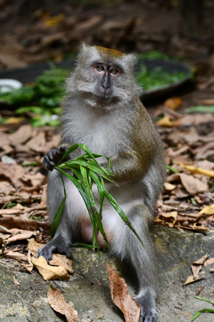Wild Long-tailed Macaque (Macaca fascicularis)