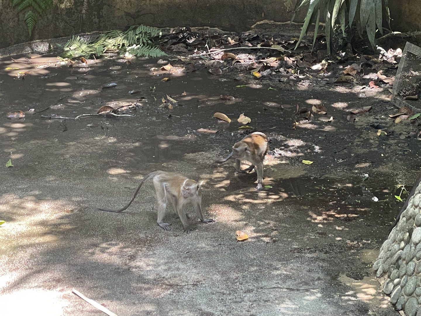 Wild Long-tailed Macaques (Macaca fascicularis)