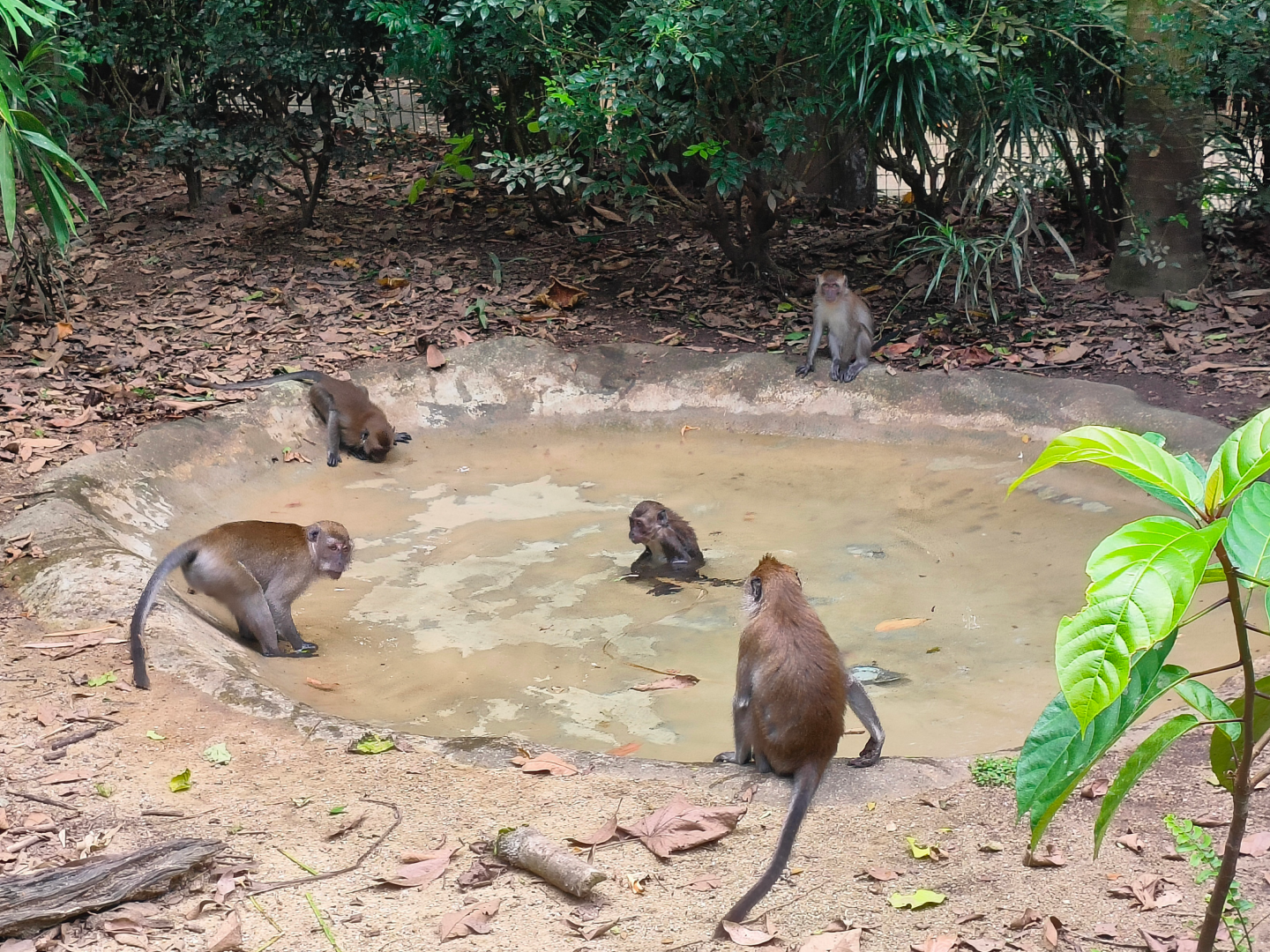 Wild Long-Tailed Macaques (Macaca fascicularis)