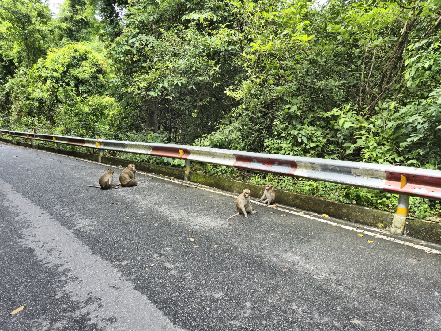 Wild Long-tailed Macaques