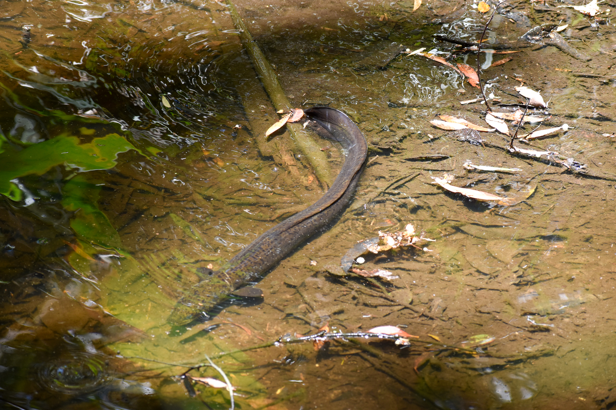 Wild - Longfin Eel (Anguilla reinhardtii)