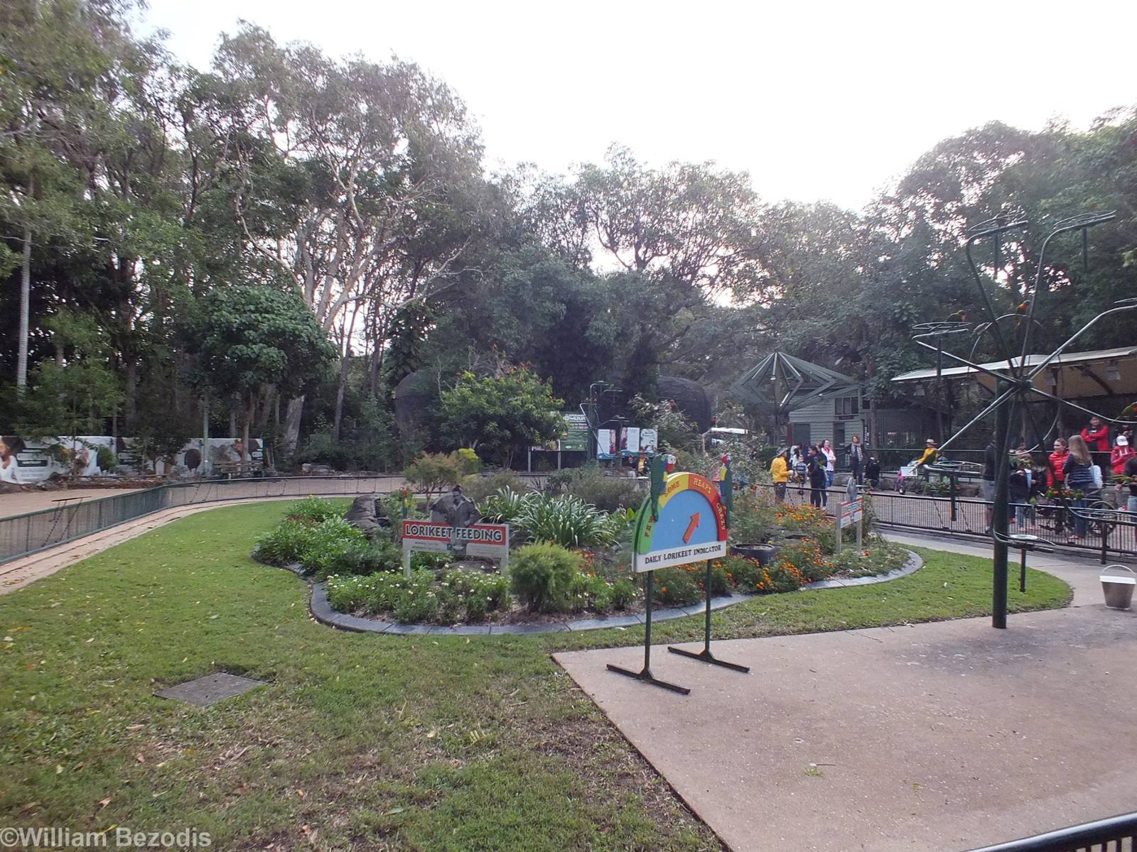 Wild Lorikeet Feeding Area