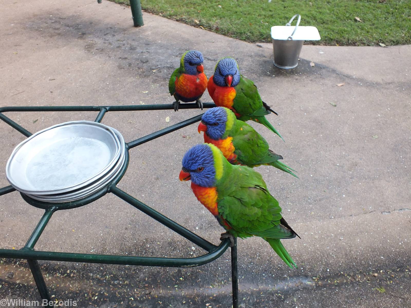 Wild Lorikeet Feeding