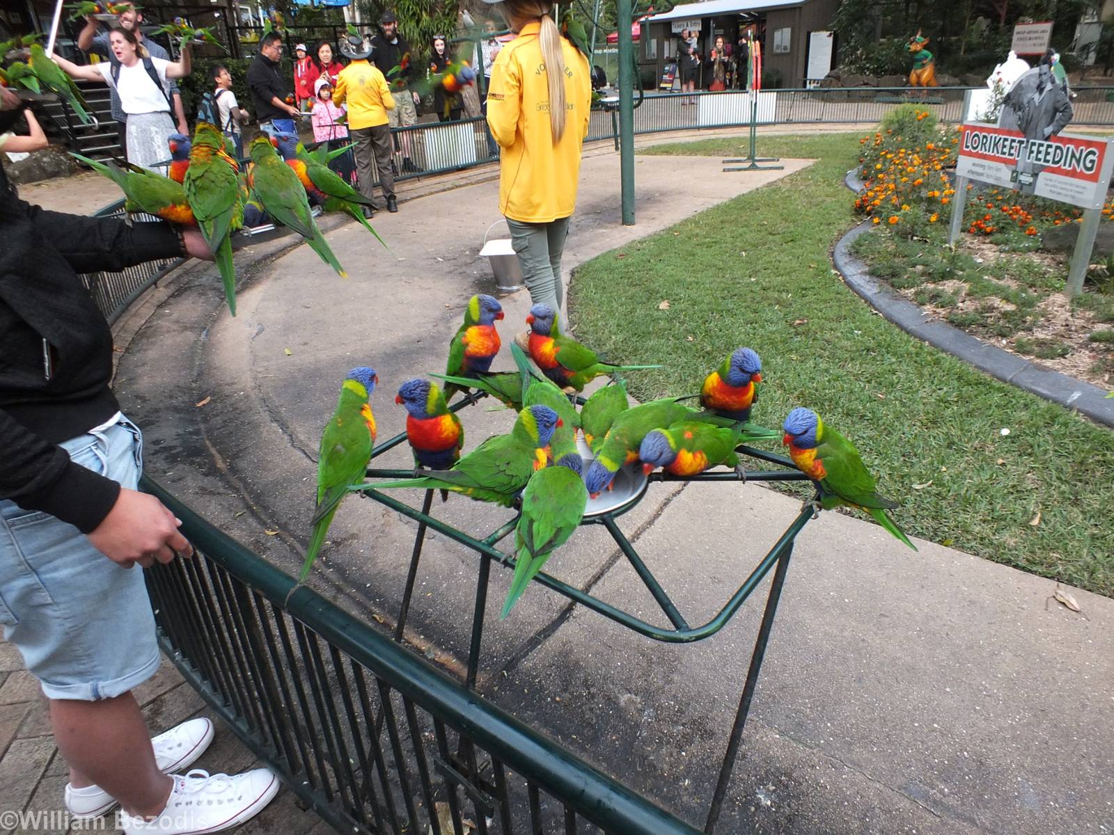 Wild Lorikeet Feeding