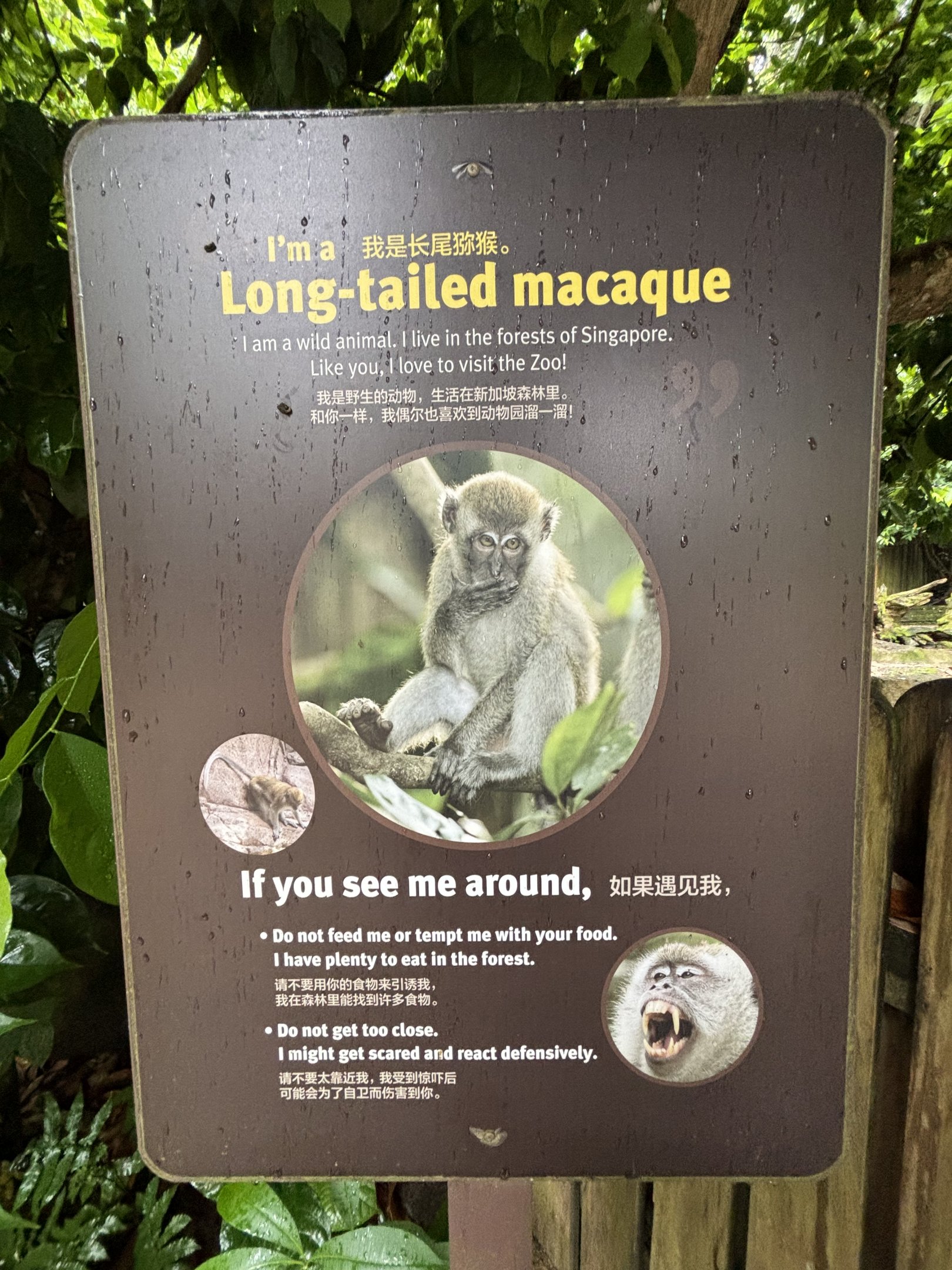 Wild Macaque Sign