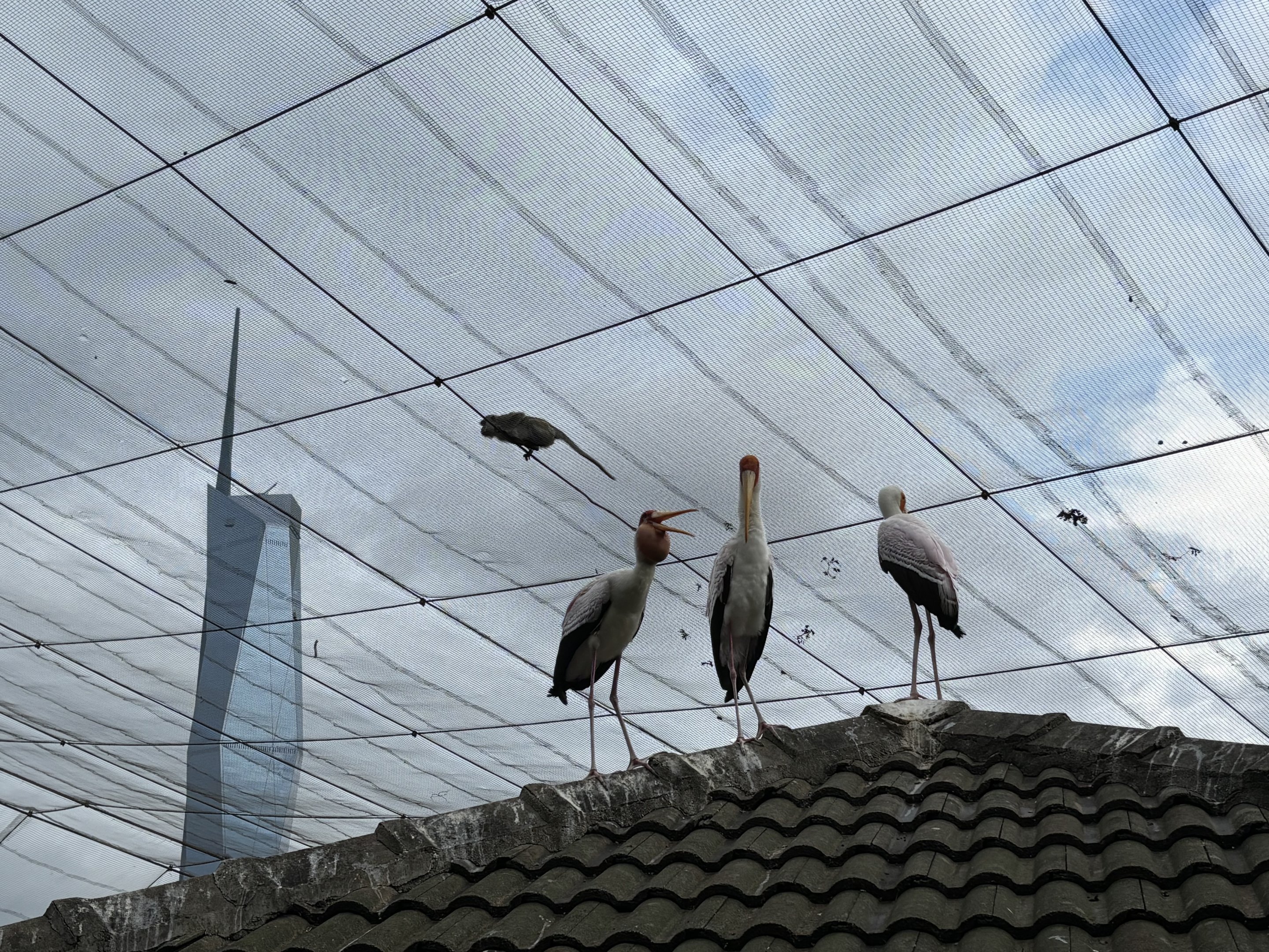 Wild Macaque + Storks
