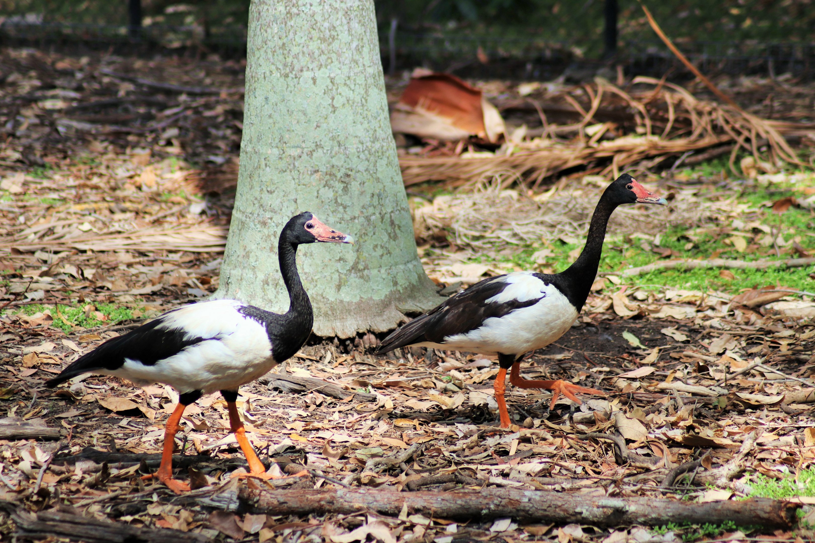 Wild Magpie Geese (Anseranas semipalmata)