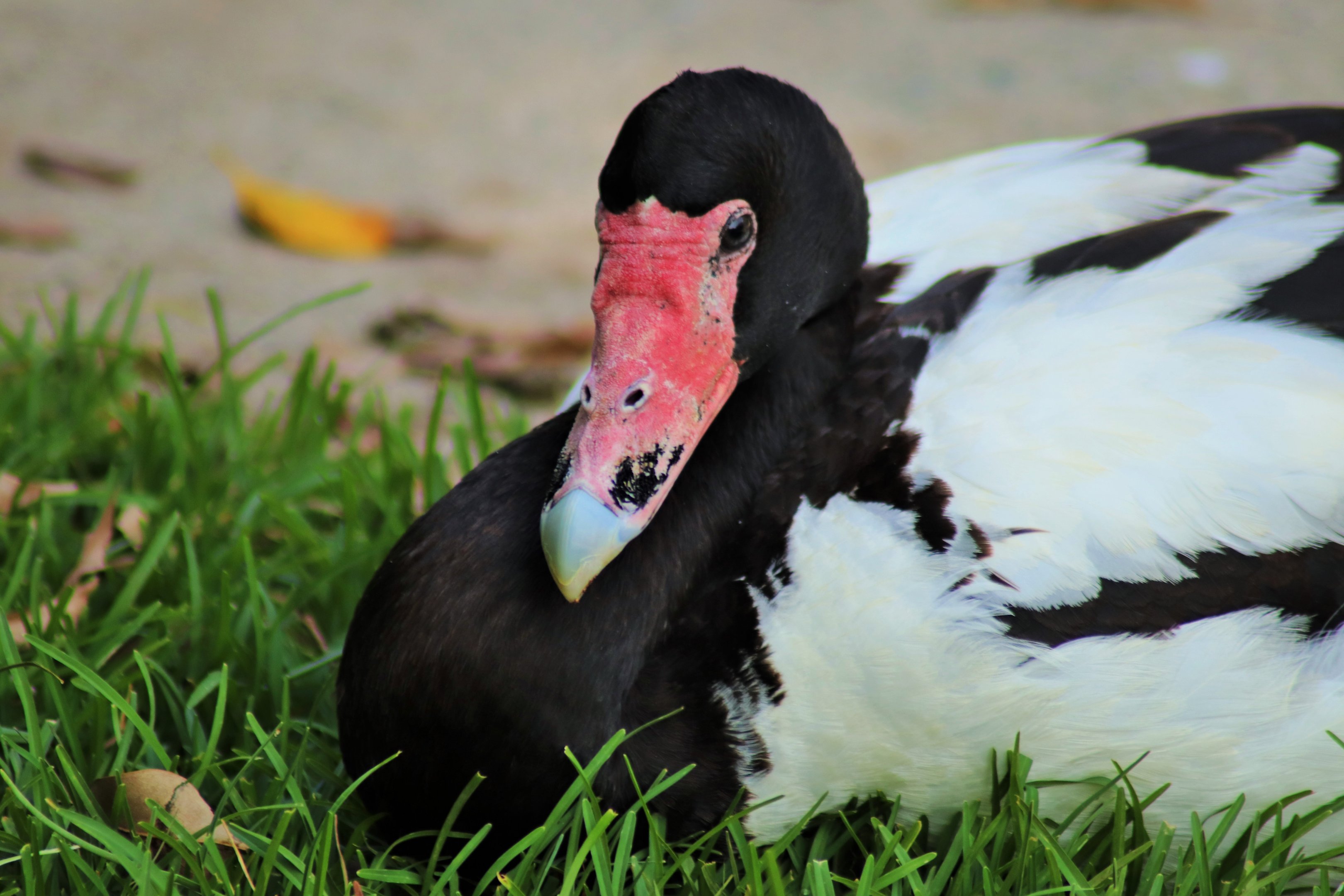 Wild Magpie Goose (Anseranas semipalmata)