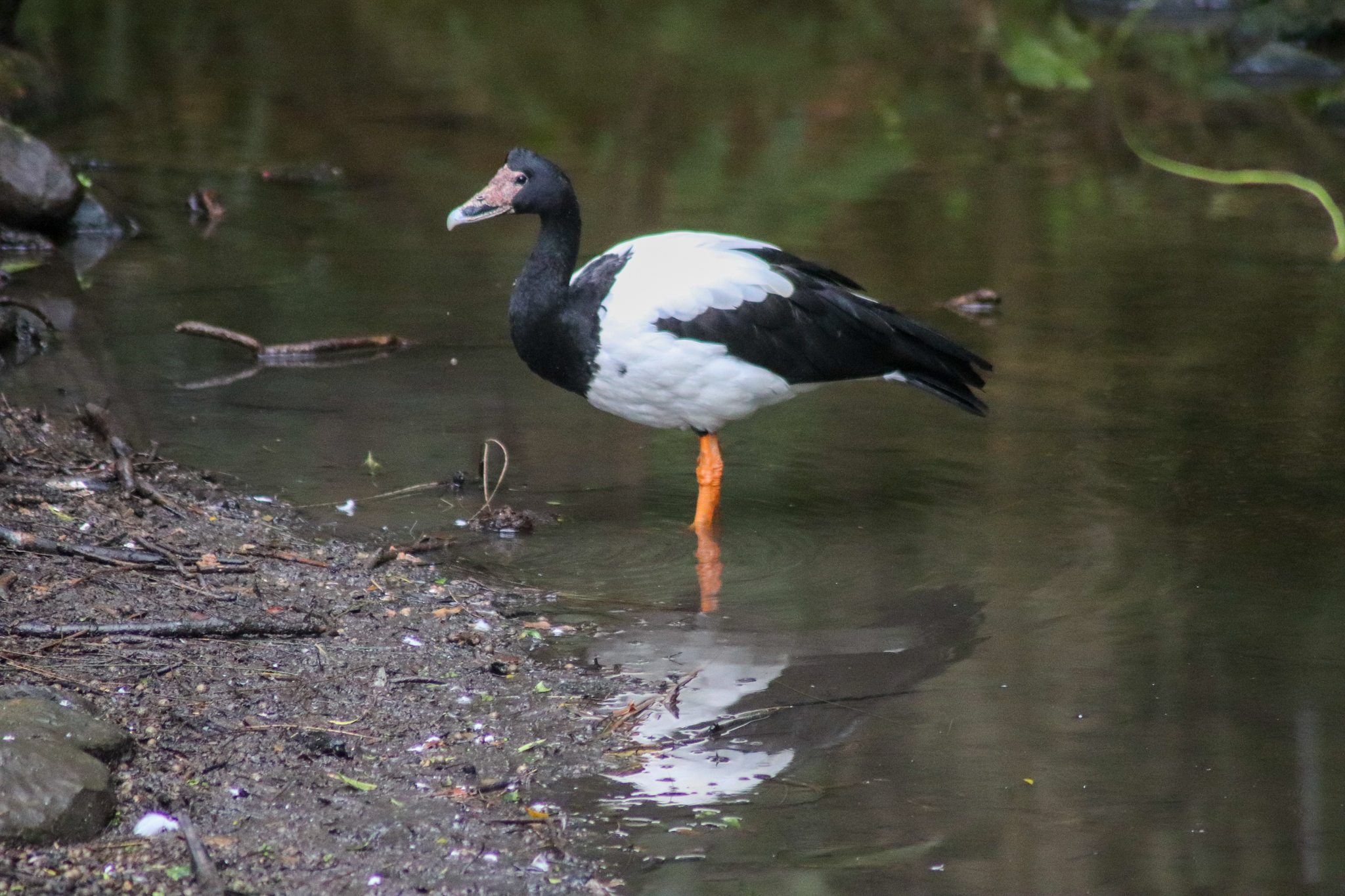 Wild Magpie Goose (Anseranas semipalmata)