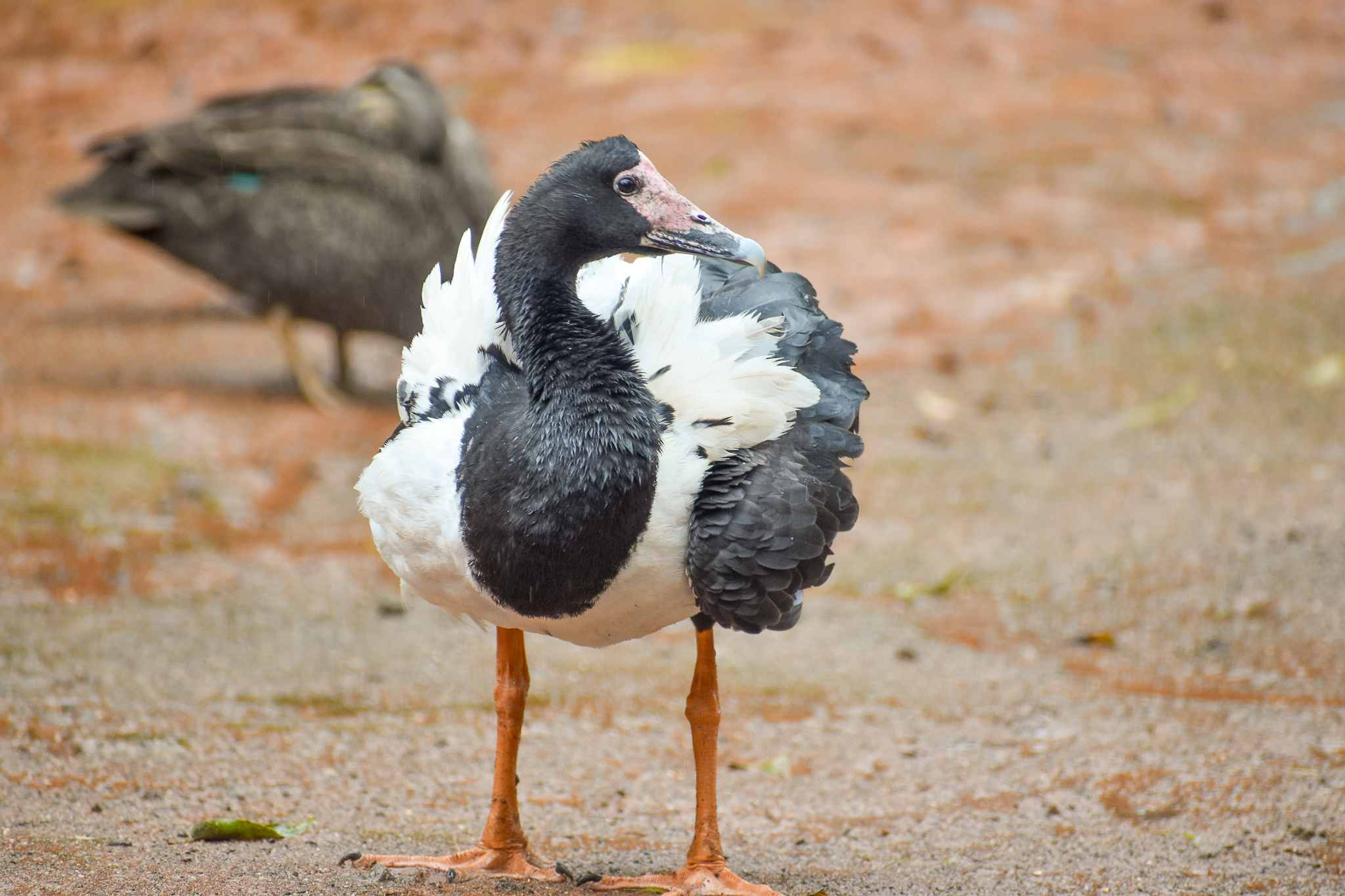 wild - Magpie Goose