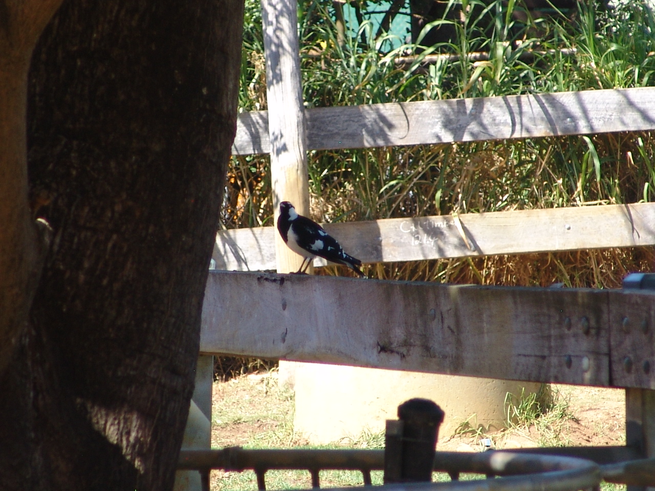 Wild Magpie-lark (Grallina cyanoleuca) at the zoo