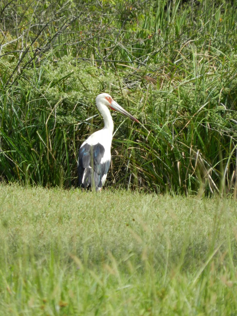 Wild maguari stork - Zoo Curitiba