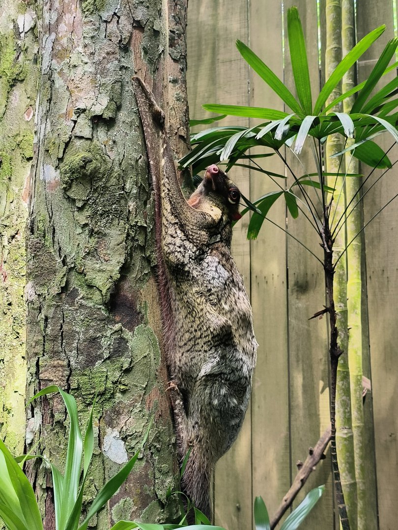 Wild Malayan Colugo (Galeopterus variegatus)