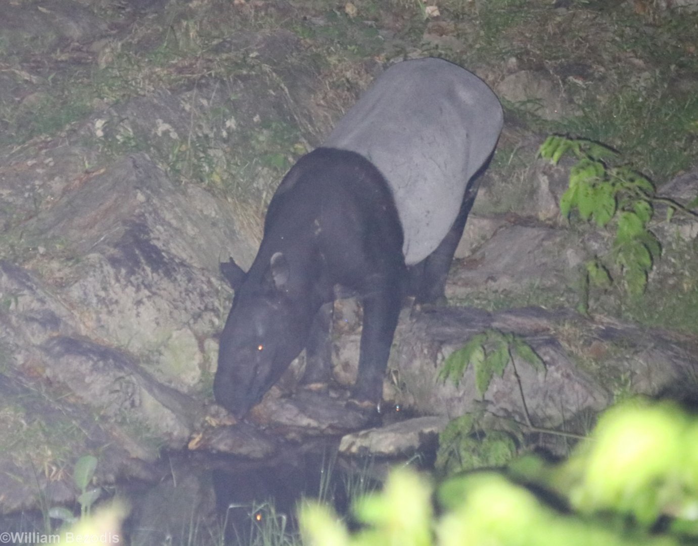 Wild Malayan Tapir - Taman Negara