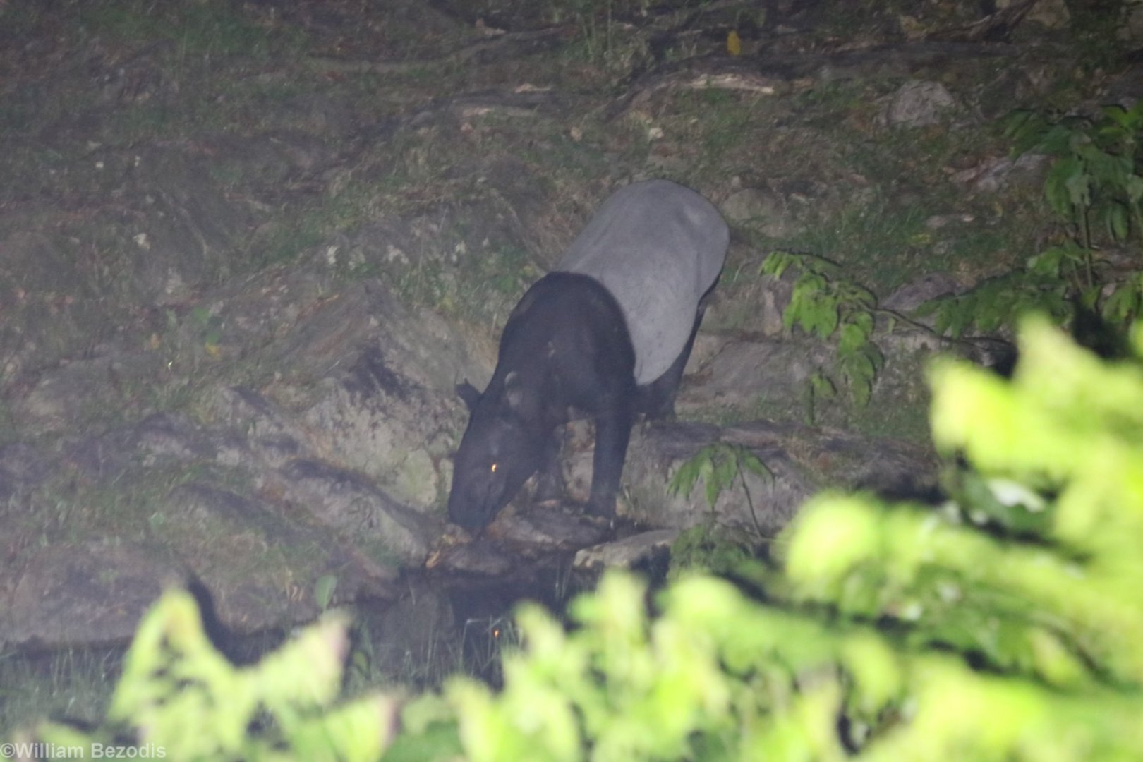 Wild Malayan Tapir - Taman Negara