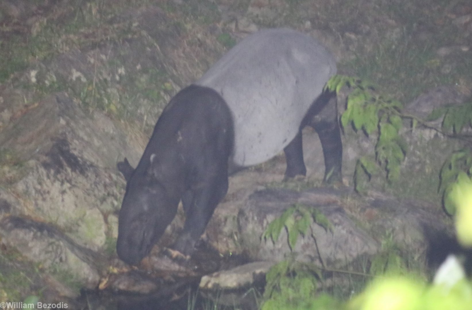 Wild Malayan Tapir - Taman Negara