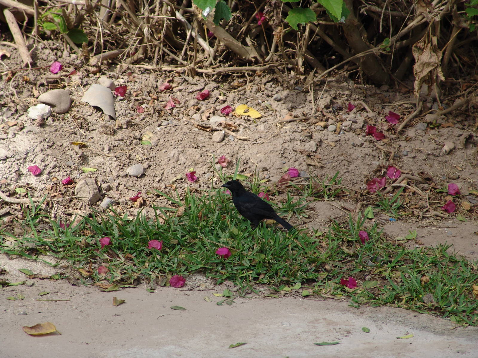 Wild male Blue-black Grassquit (Volatinia jacarina)