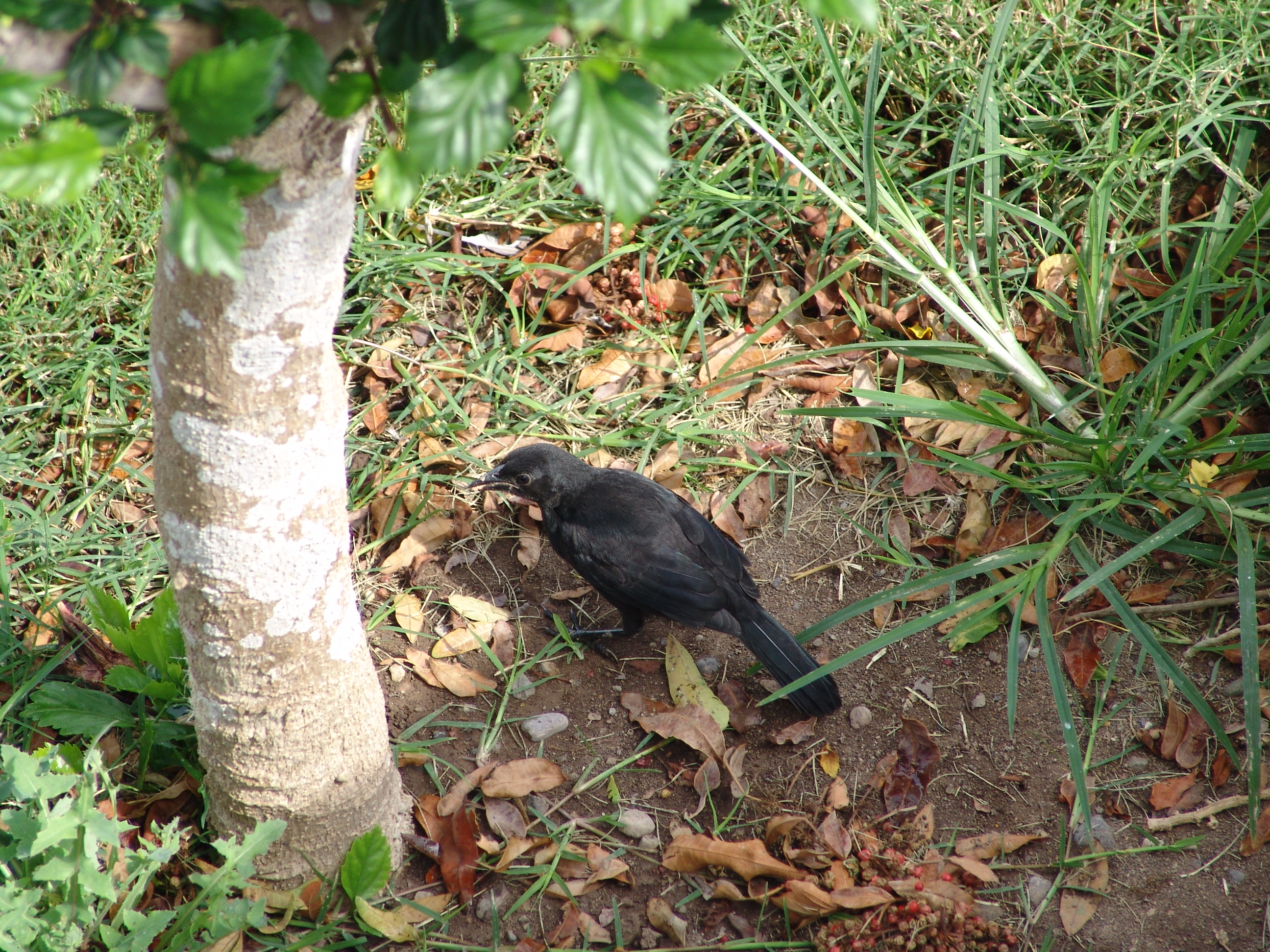 Wild male Blue-black Grassquit (Volatinia jacarina)