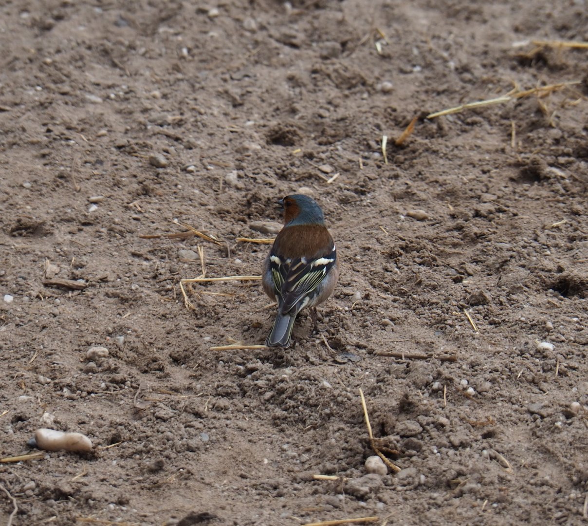 Wild male common chaffinch (Fringilla coelebs), 2019-04-06