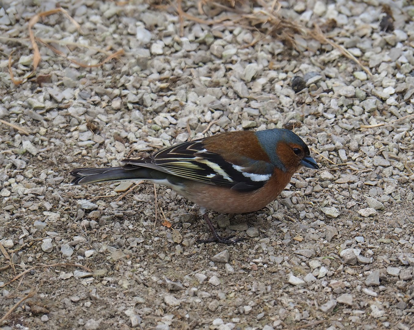 Wild male Eurasian chaffinch (Fringilla coelebs), 2023-05-15