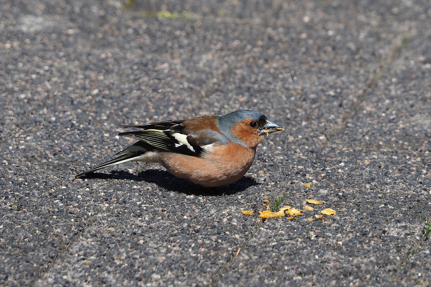 Wild male Eurasian chaffinch (Fringilla coelebs), 2024-05-23