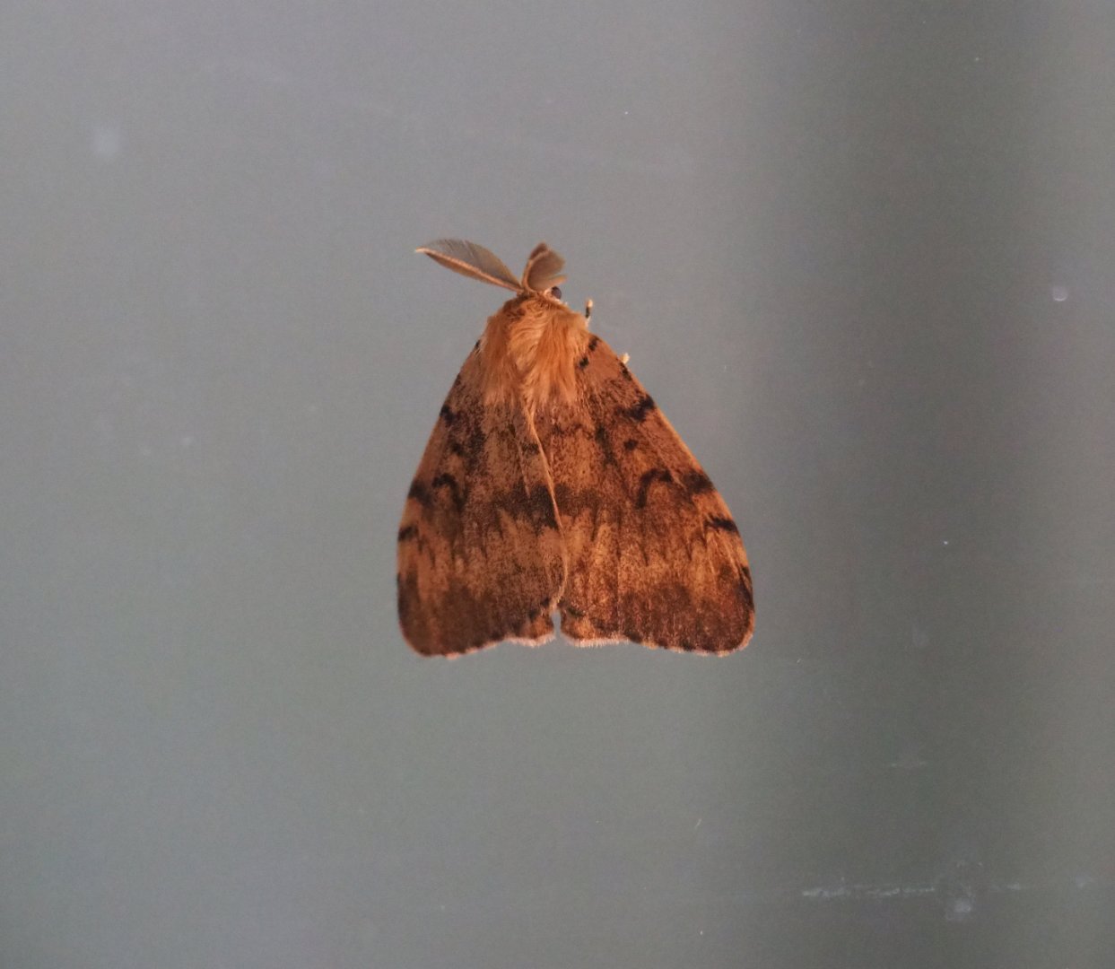 Wild male European gypsy moth (Lymantria dispar dispar), 2019-08-04