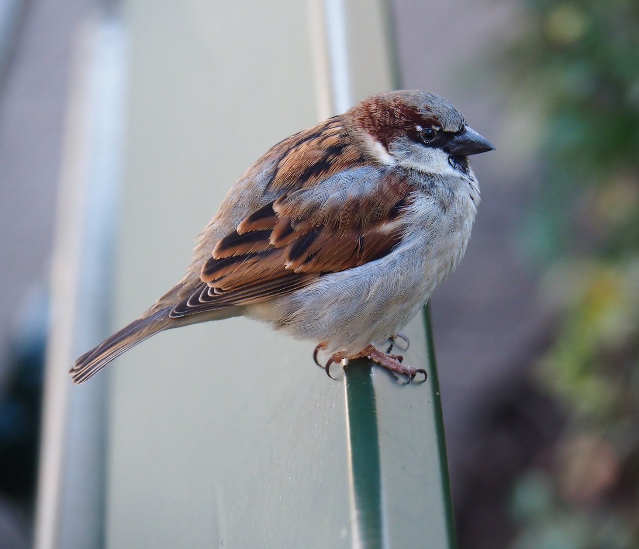 Wild male House sparrow (Passer domesticus), 2019-12-30
