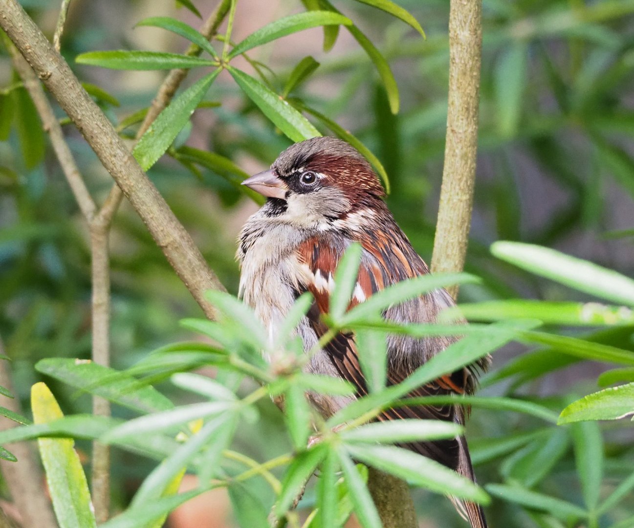 Wild Male House sparrow (Passer domesticus), 2021-11-23