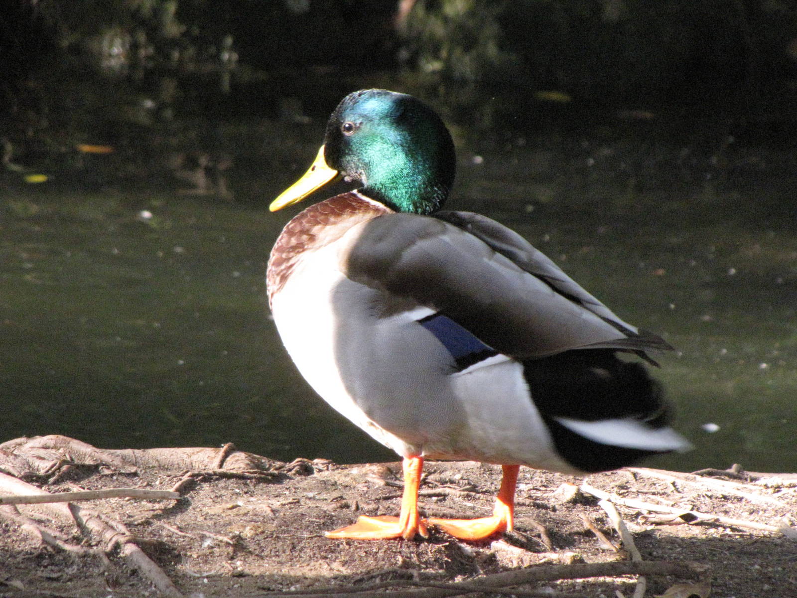 Wild Male Mallard