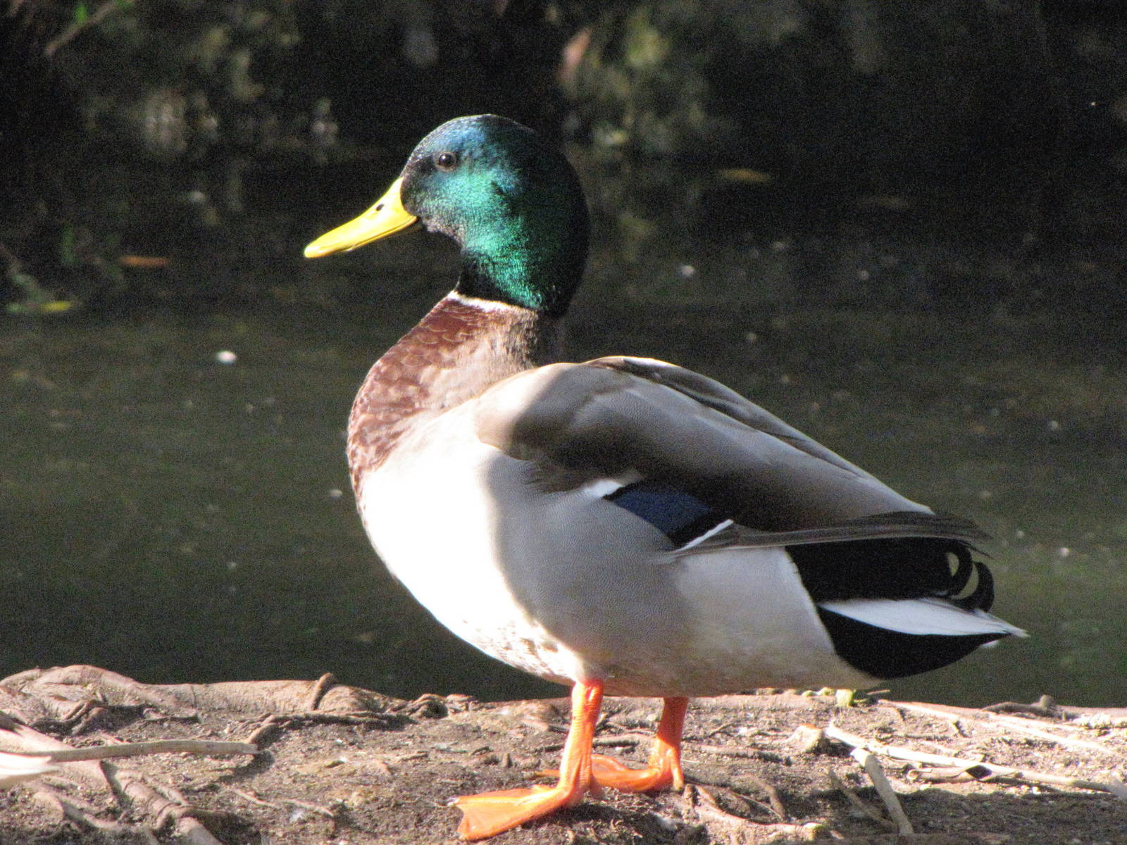Wild Male Mallard
