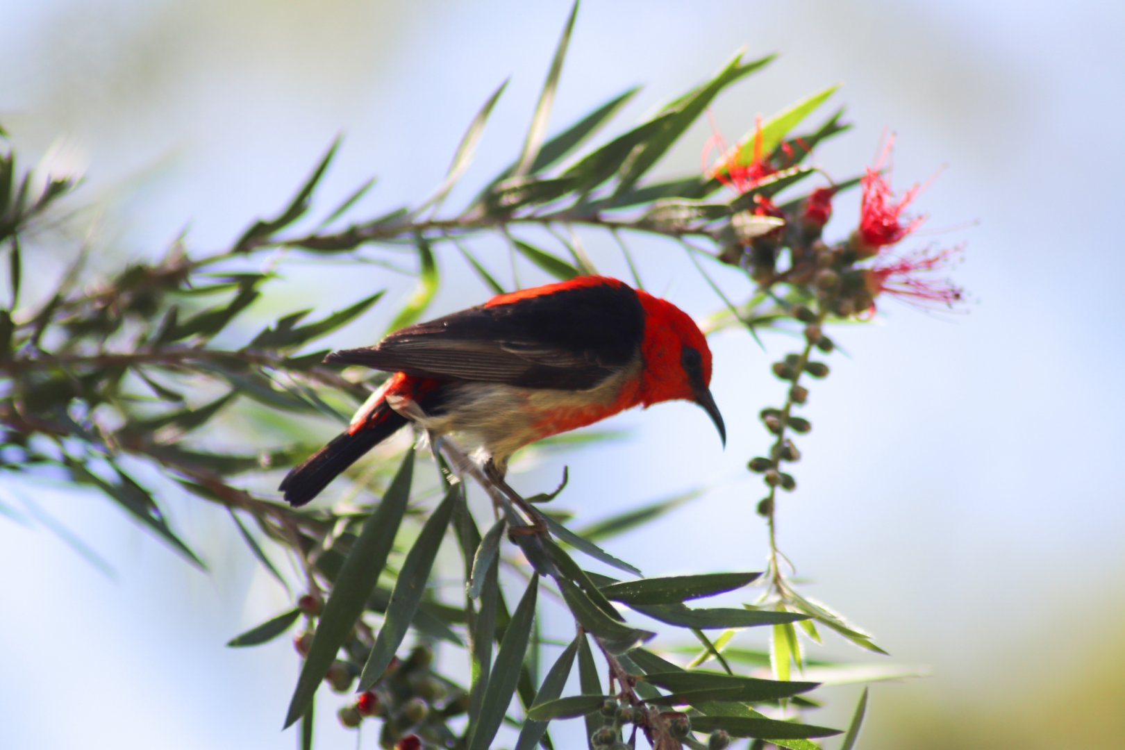 Wild Male Scarlet Honeyeater (Myzomela sanguinolenta)