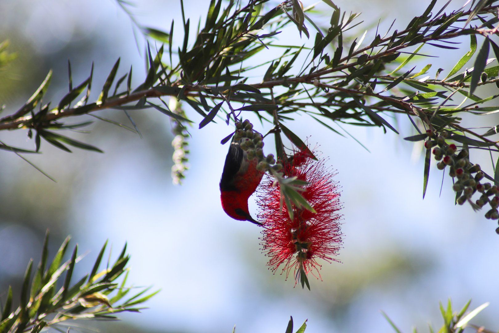 Wild Male Scarlet Honeyeater (Myzomela sanguinolenta)