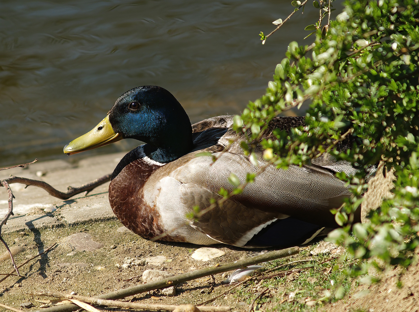 Wild Mallard (Anas platyrhynchos), 2007-04-01