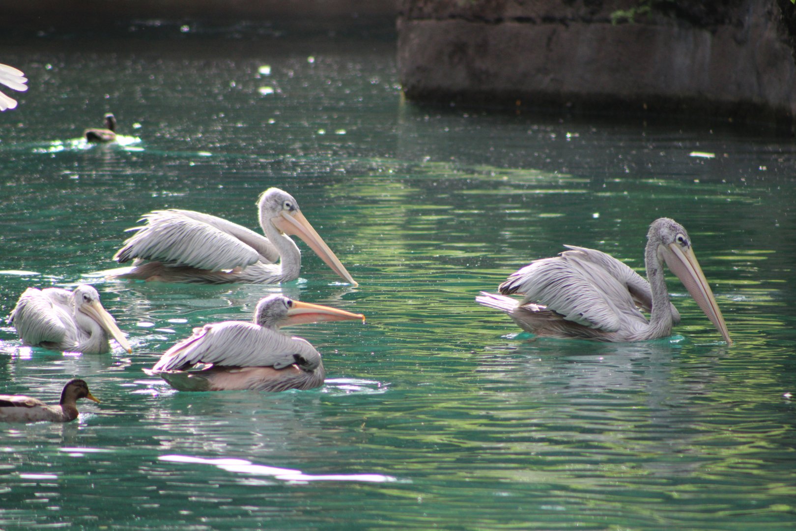 Wild Mallard (Anas platyrhynchos) and Pink-Backed Pelicans (Pelecanus rufescens)