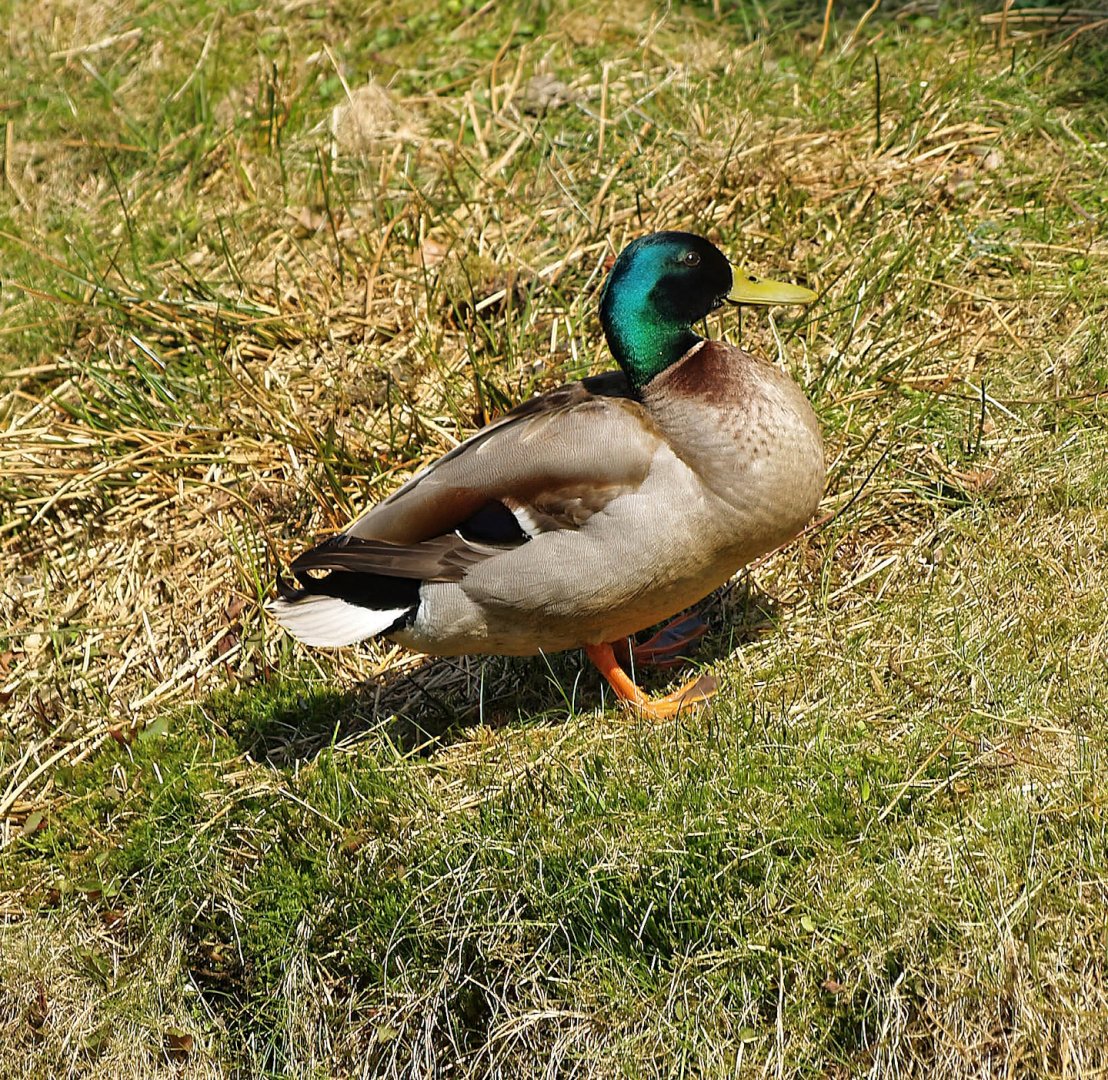 Wild Mallard (Anas platyrhynchos) drake, 2010-04-18