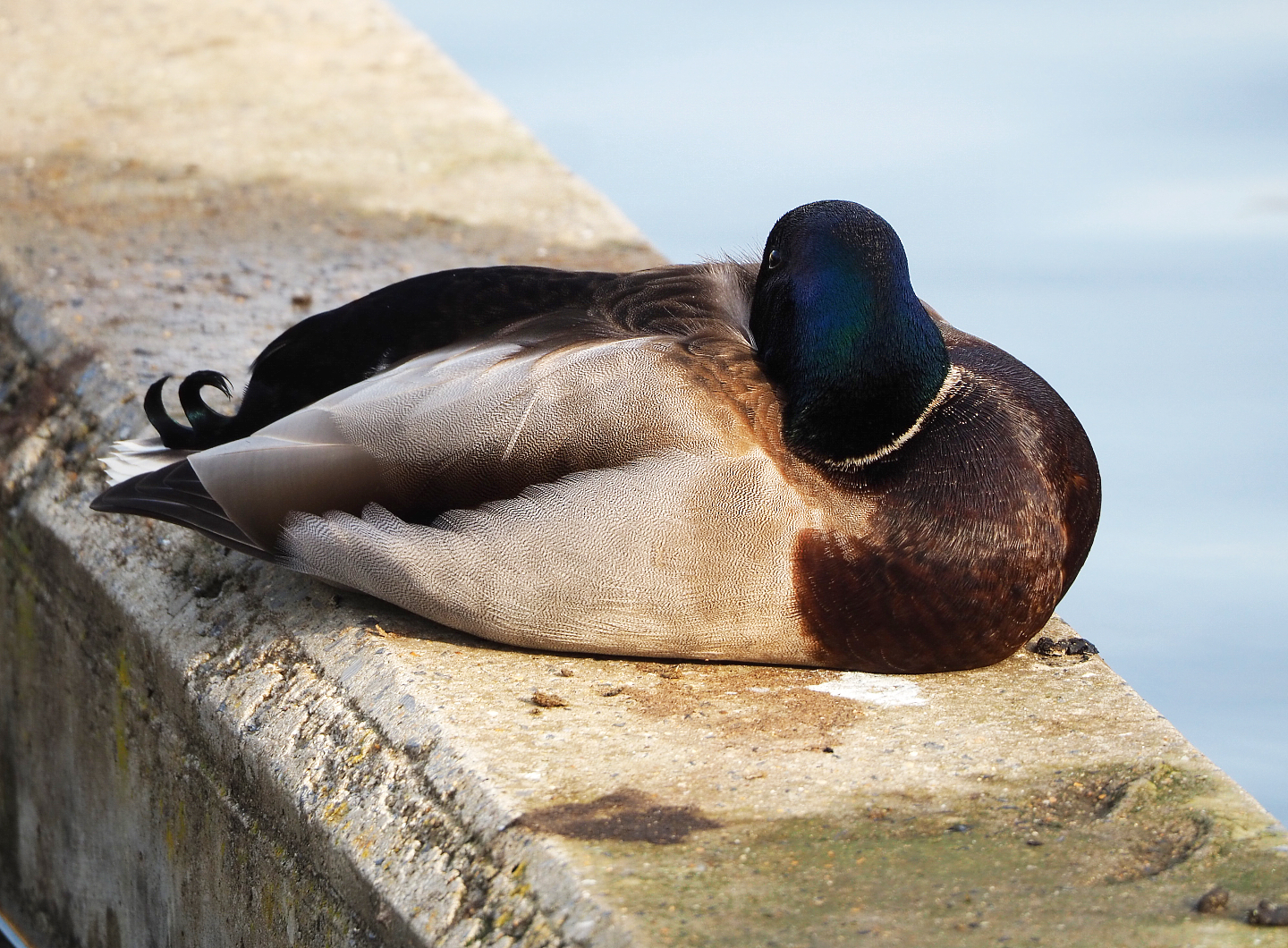 Wild Mallard (Anas platyrhynchos) drake, 2022-04-12