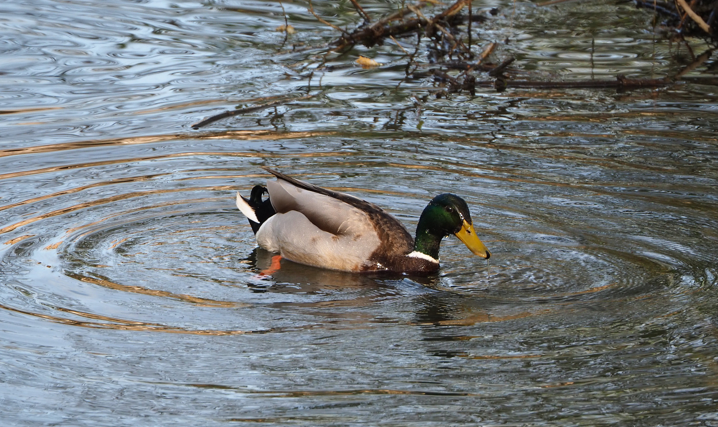 Wild Mallard (Anas platyrhynchos) drake, 2022-04-12
