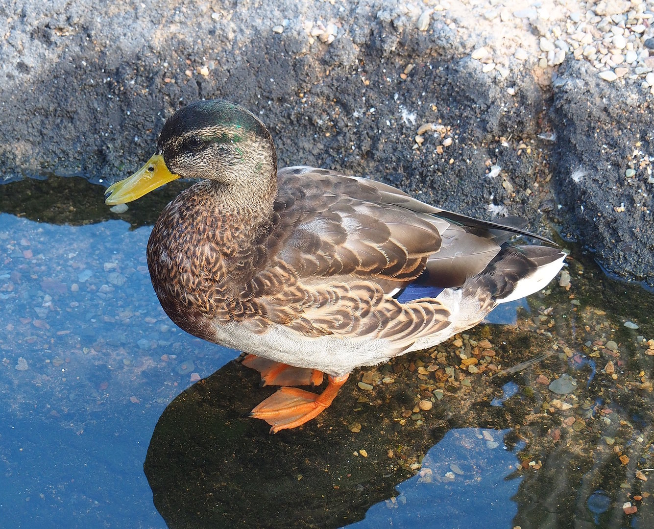 Wild Mallard (Anas platyrhynchos), drake in eclipse plumage, 2022-08-28