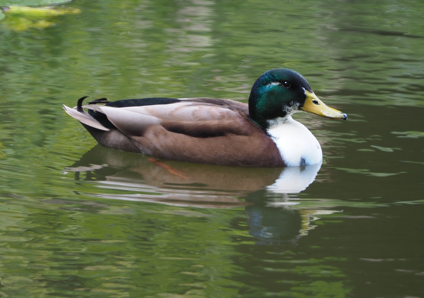 Wild Mallard (Anas platyrhynchos) with domestic duck hybrid blood, 2020-10-10