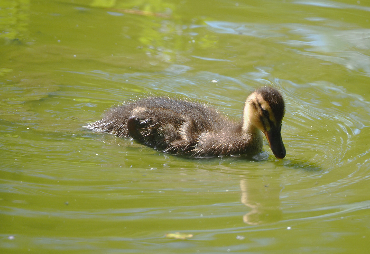 Wild Mallard chick (Anas platyrhynchos), 2022-05-28