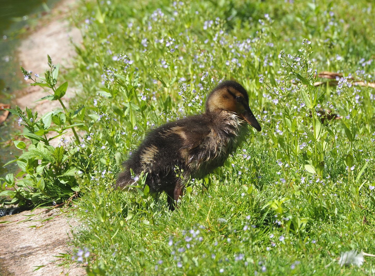 Wild Mallard chick (Anas platyrhynchos), 2022-05-28
