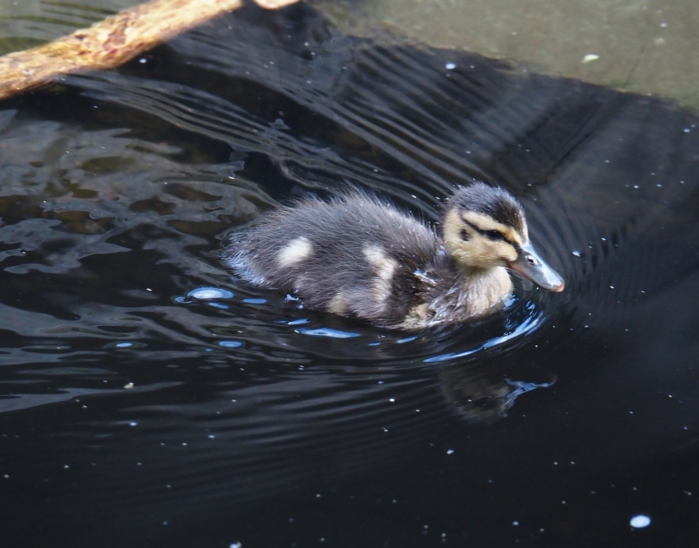 Wild Mallard chick (Anas platyrhynchos), 2024-08-05