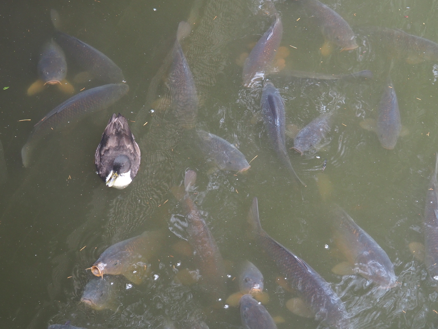 Wild Mallard - Domestic duck hybrid (Anas platyrhynchos) and Common carp (Cyprinus carpio), 2021-10-10