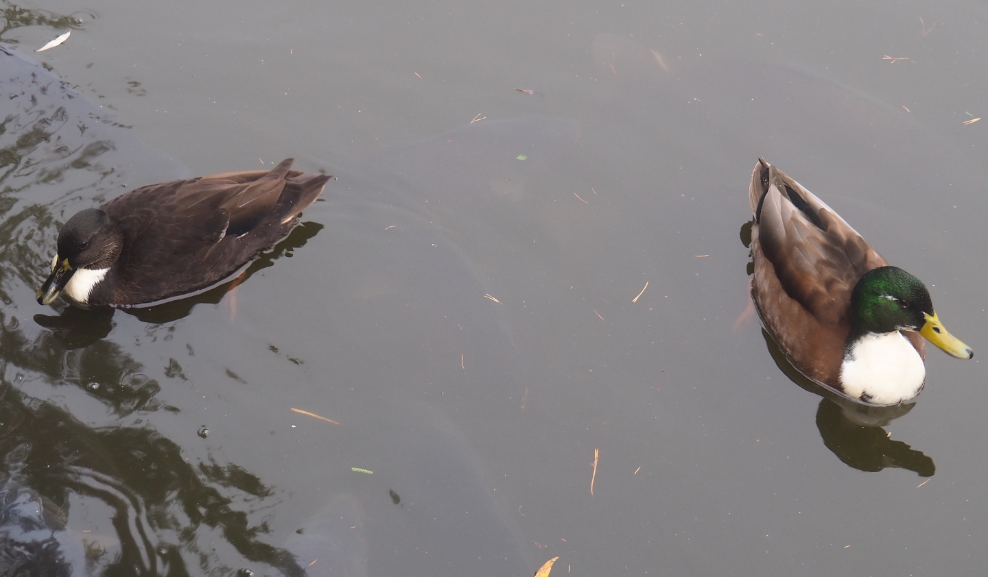 Wild Mallard - Domestic duck hybrids (Anas platyrhynchos), 2021-10-10